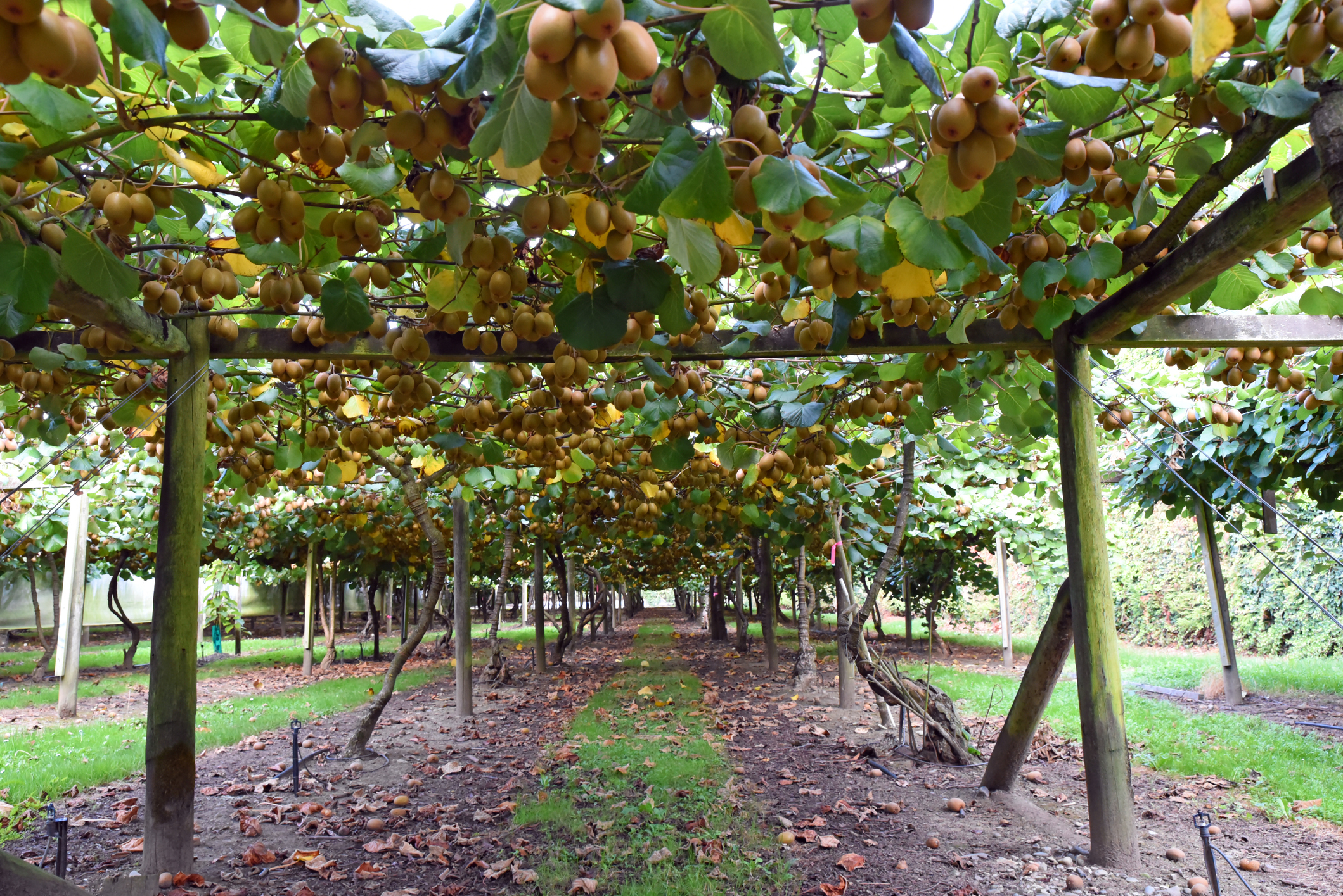 Kiwi fruit vines with fruit ready to pick. 