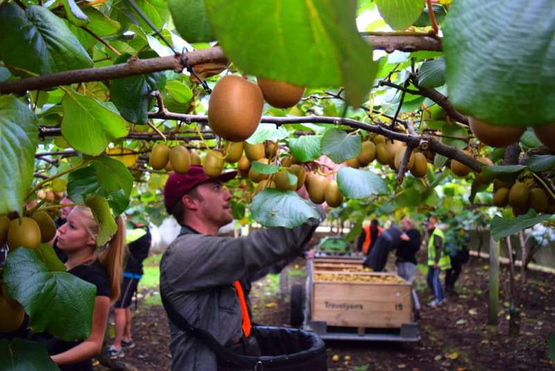 What the new tax rules mean for your orchard.