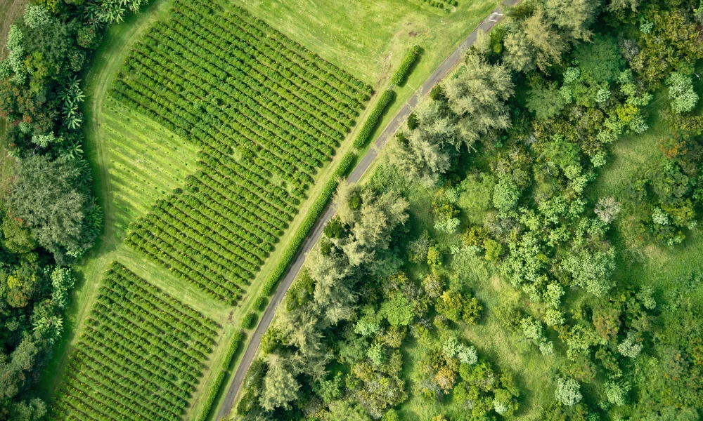 Green-Orchard-with-Road