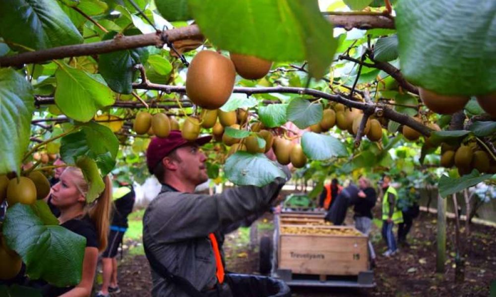 What the new tax rules mean for your orchard.